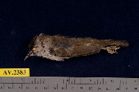 藏品(冠羽畫眉)的圖片